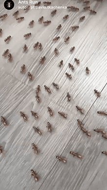 Ants Run