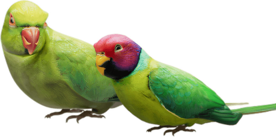 parrot