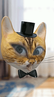 fancy cat