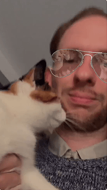 i see cats