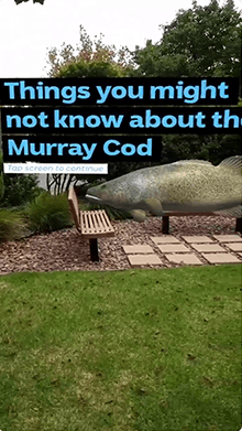 Murray Cod