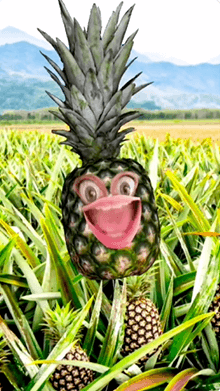 It's The Pineapple!