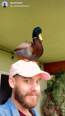 duckhead