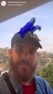what bird are you?
