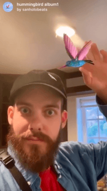 hummingbird album1