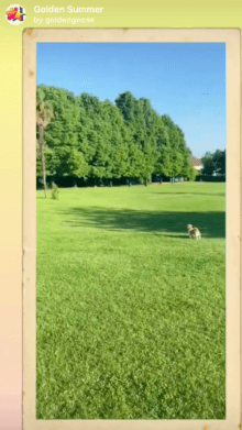 golden summer