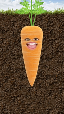 carrot