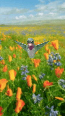 hummingbird