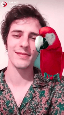parrot