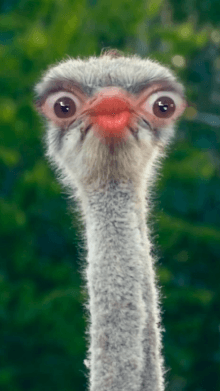 Ostrich
