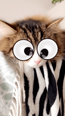 Googly Eyed Pet