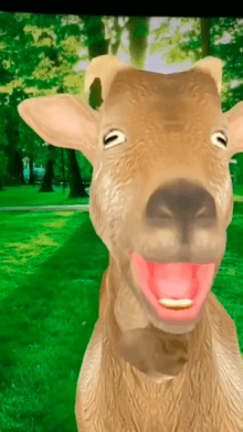 surprise goat