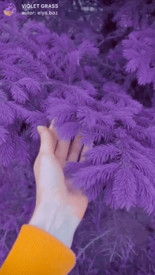VIOLET GRASS