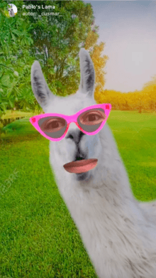 Pablo's Lama