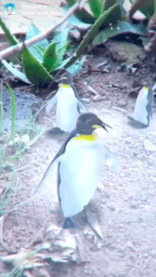 Penguins