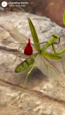 Traveling Mantis