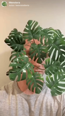 Monstera