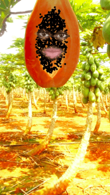 papaya