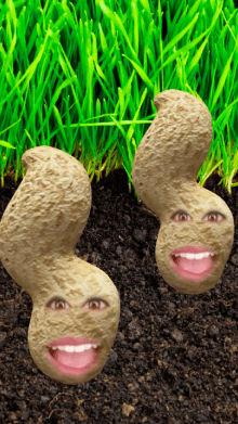groud nut