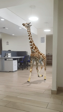 girafe