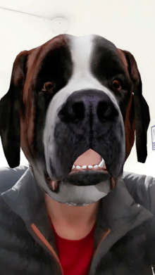 dog head