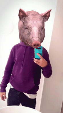 pig head