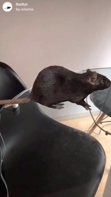 RatRat