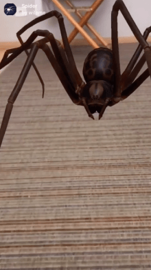 Spider
