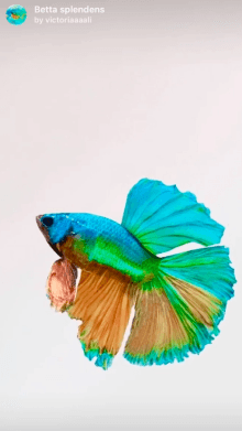 Betta splendens