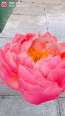 Real Peony