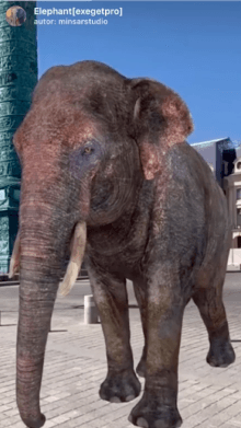 Elephant[exegetpro]