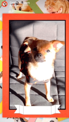 Canine All-Stars