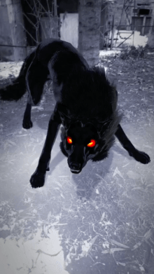 Scary Wolf