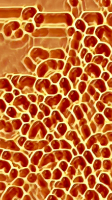 Honeycomb