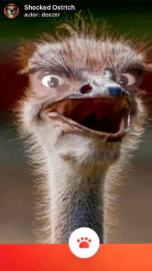 Shocked Ostrich