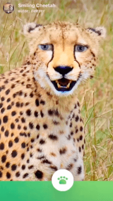 Smiling Cheetah