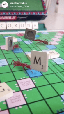 Ant Scrabble