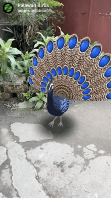 Palawan Birds