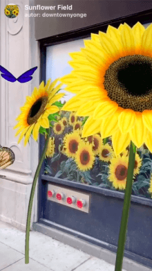 Sunflower Field