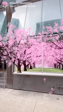 Cherry Blossoms