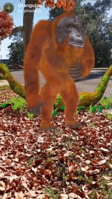 Orangutan