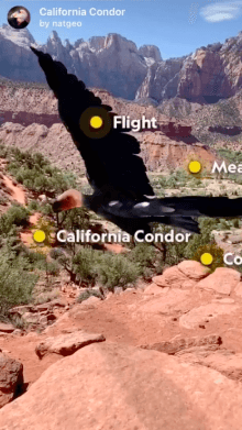 California Condor