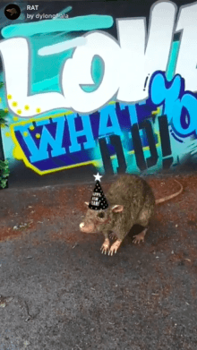 RAT