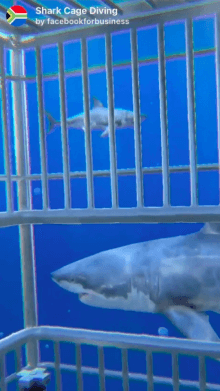 Shark Cage Diving