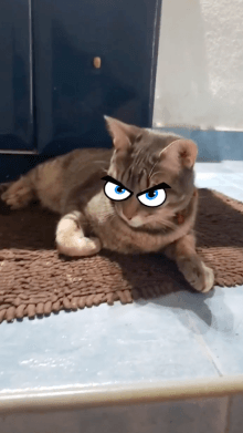 Angry Pet