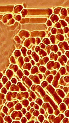 Honeycomb