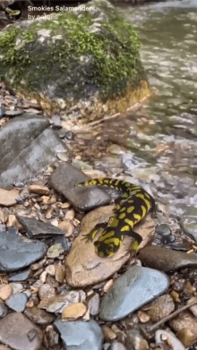 Smokies Salamanders