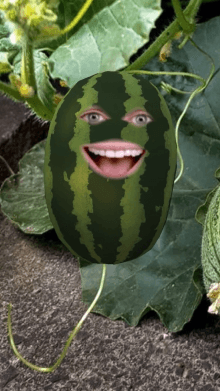 WATERMELON