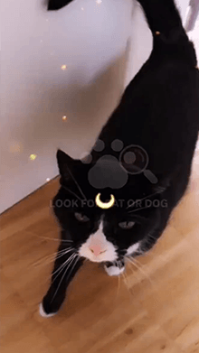 SAILOR MOON CAT