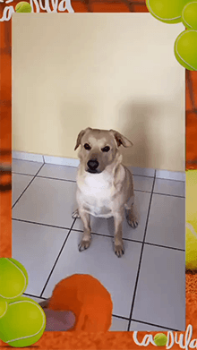 CãoDula
